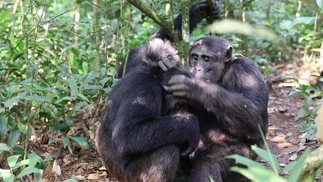 Chimps grooming each other