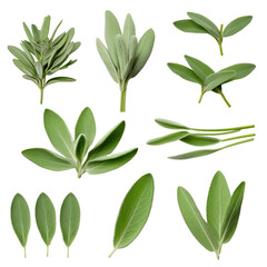 Set of Fresh sage herb isolated on transparent background