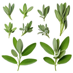 Set of Fresh sage herb isolated on transparent background
