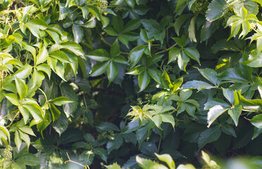 Obraz premium Ivy is everywhere