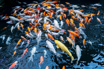 Japanese Koi fish swimming with black background