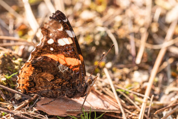 butterfly on the ground