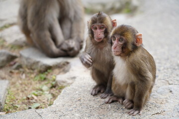 Wild Japanese monkey at Takasaki Mountain in Beppu, Japan