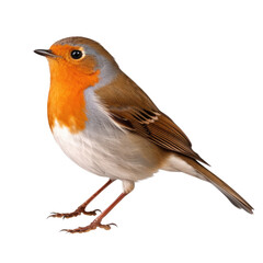 Robin Erithacus rubecula isolated on PNG transparent background