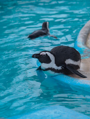 香箱座りのフンボルトペンギン