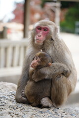 Wild Mother and baby Japanese monkey at Takasaki Mountain in Beppu, Japan