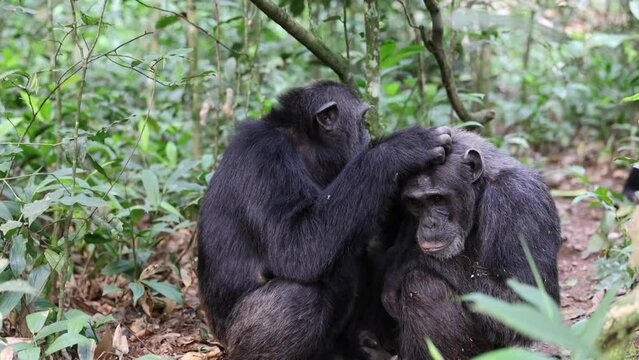 Chimpanzee at Kibale Forest Uganda. Chimpanzees, great apes, along with bonobos, they are closest living relatives of humans, sharing 98.7 percent of human genetic blueprint. 