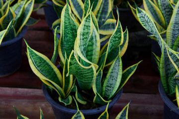 sansevieria trifasciata or snake plant growing in potted plant