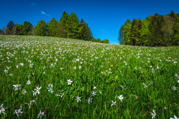 Abundant white daffodil flowers on the green slope in Slovenia