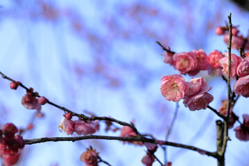 雨の後の梅園の梅