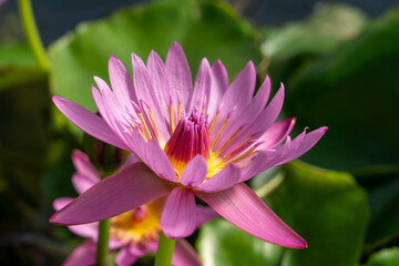 Obraz premium Close-up of the single water lily flower in full bloom