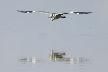 Fototapeta na wymiar a grey heron fly just above the water surface of a flat lake in Amboseli NP