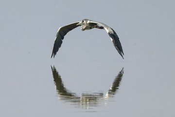 a grey heron fly just above the water surface of a flat lake in Amboseli NP