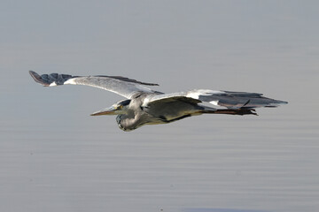 a grey heron fly just above the water surface of a flat lake in Amboseli NP