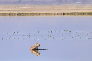 a single hyena relax in the flat waters of a lake in Amboseli NP