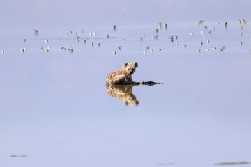a single hyena relax in the flat waters of a lake in Amboseli NP