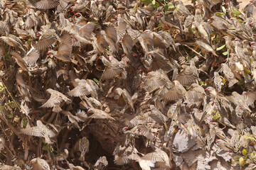 hundreds of flying weaver birds in Amboseli NP