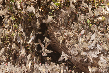 hundreds of flying weaver birds in Amboseli NP