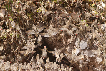 hundreds of flying weaver birds in Amboseli NP