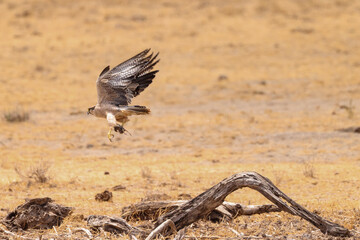 a falcon with prey just fly away in Amboseli NP