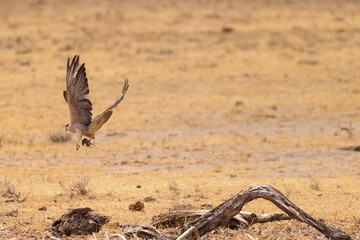 a falcon with prey just fly away in Amboseli NP