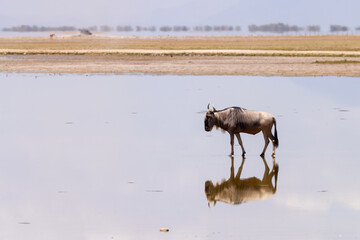 a single wildebeest is reflected in the surface of a flat lake in Amboseli NP