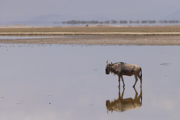 a single wildebeest is reflected in the surface of a flat lake in Amboseli NP © Marcel