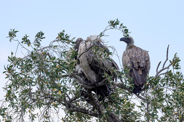 cape vultures sit on the top of a tree in Maasai Mara NP