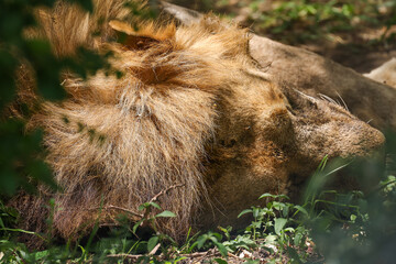portarit picture of a sleeping male lion
