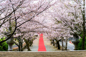 うららかな春日和に映える赤いカーペットと桜トンネル風景
A red carpet and...