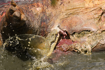 a crocodile tears out meat of a dead hippo in Mara river