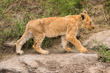 lion cub in Maasai Mara NP