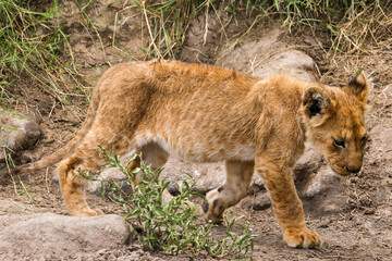 lion cub in Maasai Mara NP