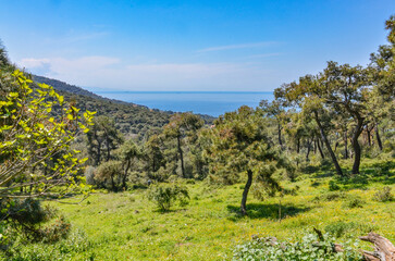 Fototapeta na wymiar pine forest on the hills of Buyukada island (Adalar, Turkey)