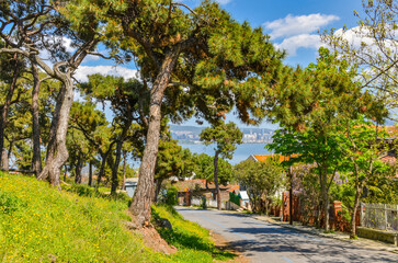 pine trees on scenic Kadiyoran street in Adalar on Buyukada (Princes' Islands, Turkey)