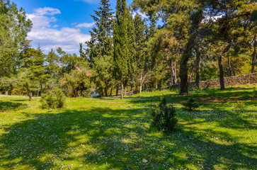 Fototapeta na wymiar meadow in pine forest on Büyükada island (Adalar, Turkey)