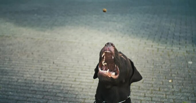 brown labrador doggo trying to catch a treat - fail, dog, meme potential, slow motion, highspeed