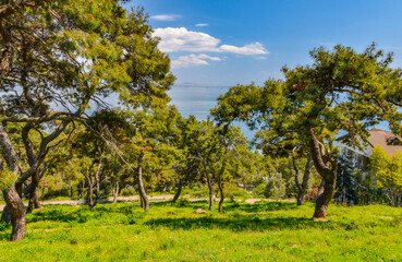 meadow in pine forest on Büyükada island (Adalar, Turkey)