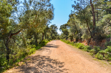 Fototapeta na wymiar fire management road in pine forest on Buyukada island (Adalar, Turkey)