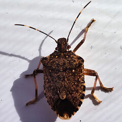 Close up of a brown stink bug