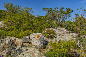 rocks  and forest in Buyukada Nature park (Adalar, Turkey)