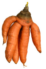Deformed misshapen carrots with extra legs on a white background.
