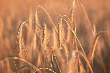 Field ripening wheat at sunset. Agriculture and harvest
