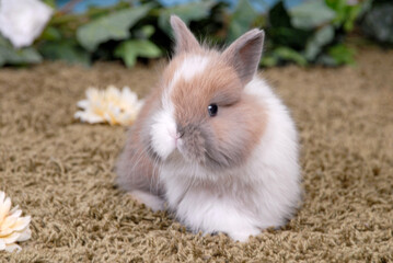 Brow and White Baby Bunny Facing Front