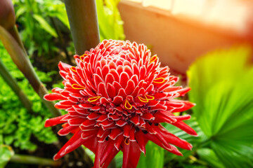 Red flower Waratah with beauty in petals and full blooms in botanical garden with golden sunlight effect in background.