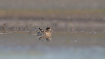 Eurasian Teal (Anas crecca) is a duck that lives in wetlands. It is seen in suitable habitats in many parts of the world.