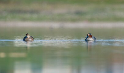 Eurasian Teal (Anas crecca) is a duck that lives in wetlands. It is seen in suitable habitats in many parts of the world.