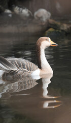 Beautiful goose in water, Portrait of a goose.  goose swimming in water closeup