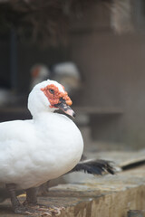 Obraz premium White duck head with red face, closeup, duck in zoo, portrait