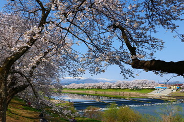 白石川一目千本桜と残雪の蔵王連峰。大河原、宮城、日本。4月上旬。